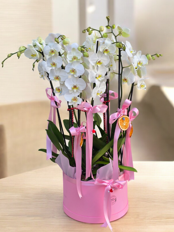  Alanya çiçek gönder - 8 Dal Vip Orkide Arajmanı