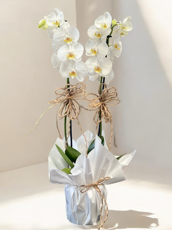  Alanya online çiçek - Çift Dallı Hollanda Orkidesi