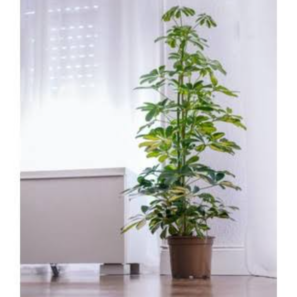  Alanya online çiçek - Açılış Düğün için Saksı Çiçeği