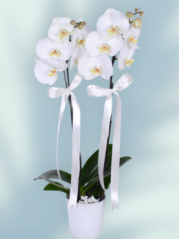  Alanya aynı gün çiçek - 2 li Orkide Süper Fiyat