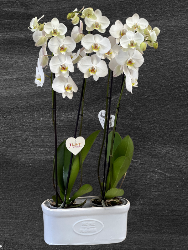  Armağan Çiçekçilik Alanya - 4 Dal Hollanda Orkidesi