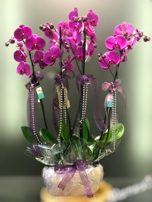  Armağan Çiçekçilik Alanya - 4 Dal Mor Hollanda Orkidesi
