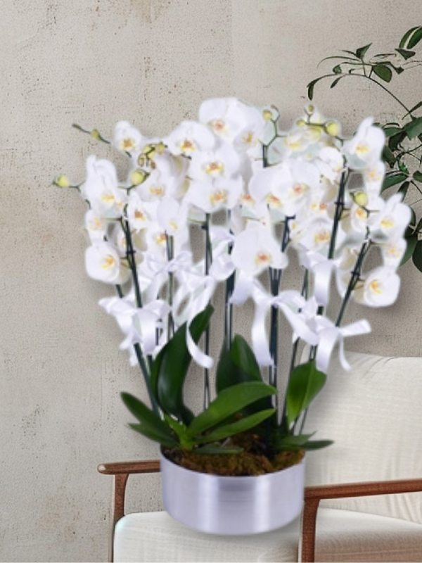  Alanya çiçek gönder - 8 Dal Beyaz Orkideler