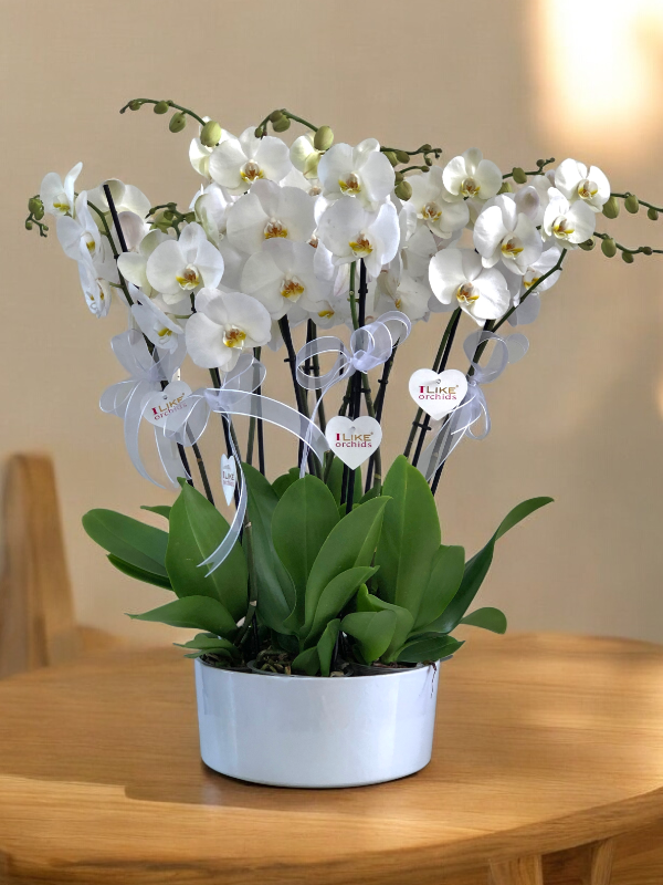  Alanya online çiçek - 8 Dal Orkide Arajmanı