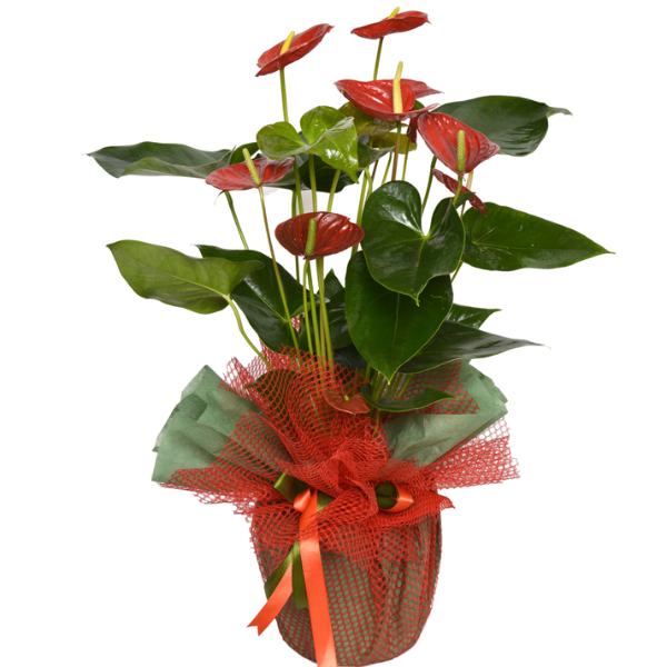  Armağan Çiçekçilik Alanya - Antoryum Çiçeği 