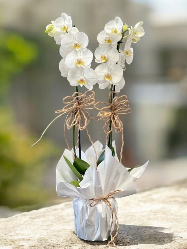 Alanya çiçekçi - Çift Dallı Hollanda Orkidesi