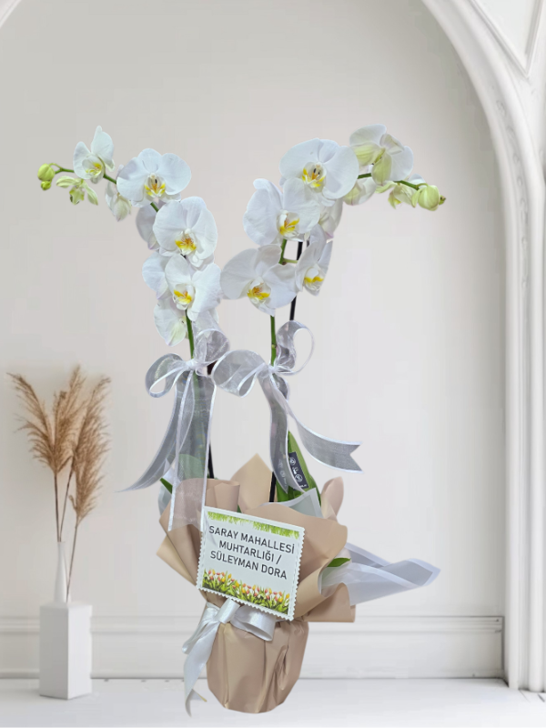  Alanya aynı gün çiçek - İkili Hollanda Orkidesi