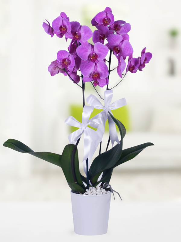  Alanya online çiçek - İkili Mor Orkide