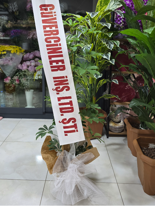  Alanya online çiçek - Açılış Düğün için Saksı Çiçeği