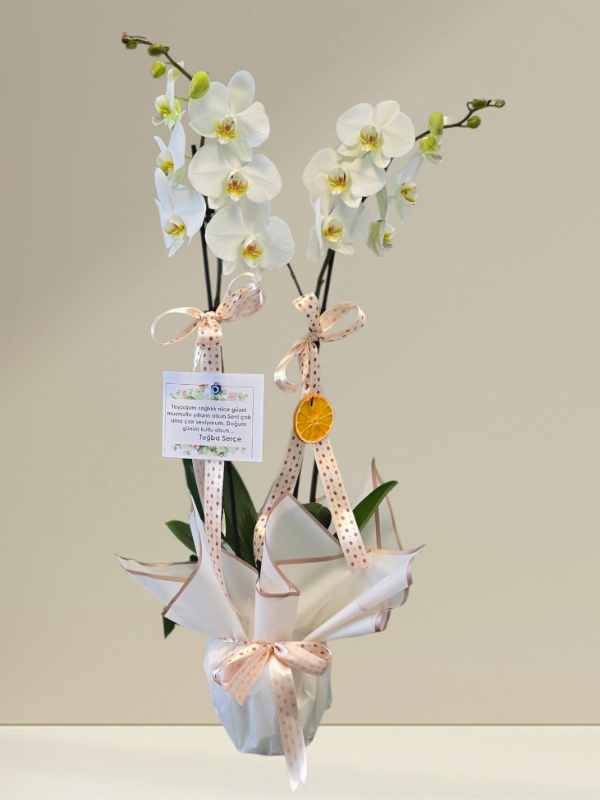  Alanya çiçek gönder - 2li Hollanda Orkidesi