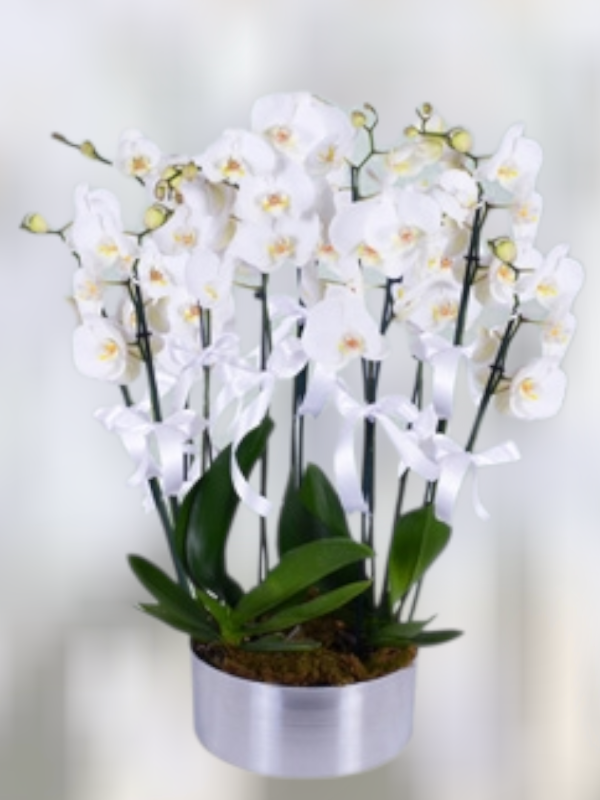  Alanya çiçek gönder - 8 Dal Beyaz Orkideler