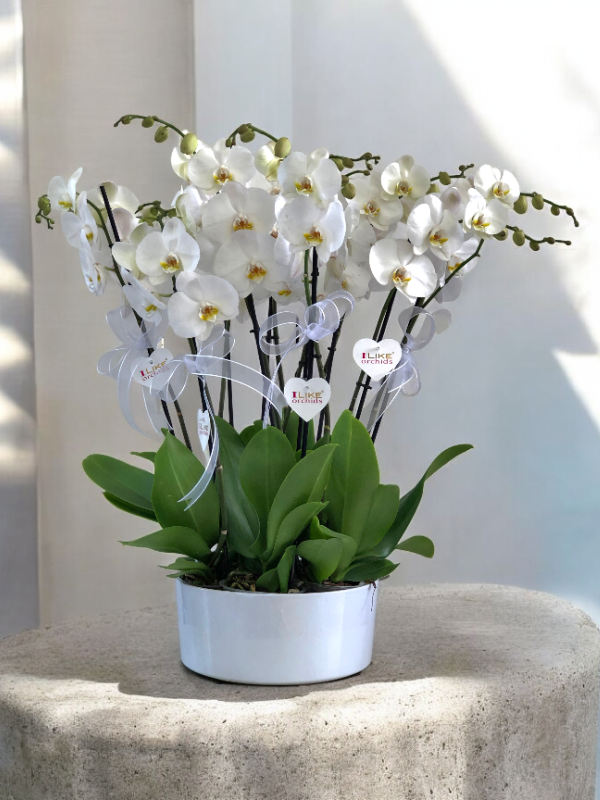  Alanya online çiçek - 8 Dal Orkide Arajmanı