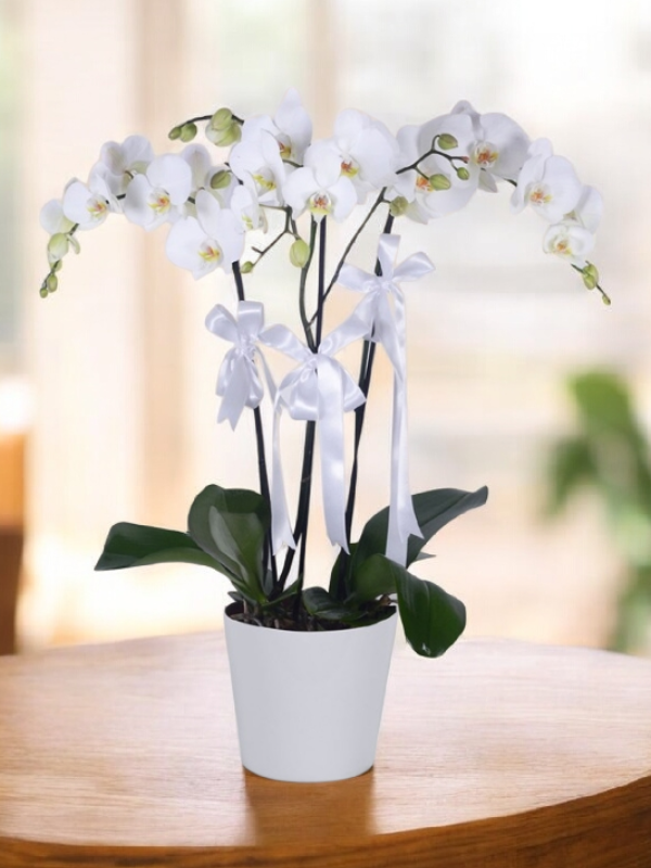  Armağan Çiçekçilik Alanya - 4 Dal Beyaz Orkide
