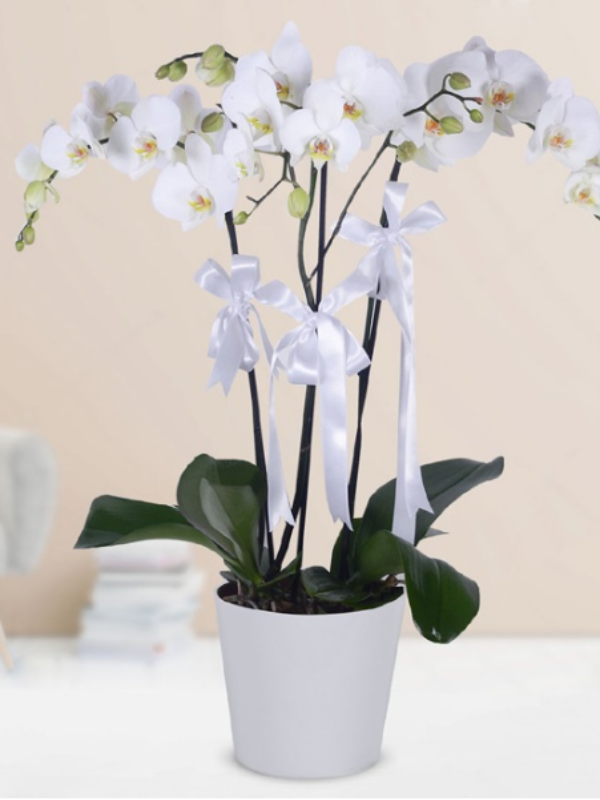  Alanya online çiçek - 4 Dal Beyaz Orkide
