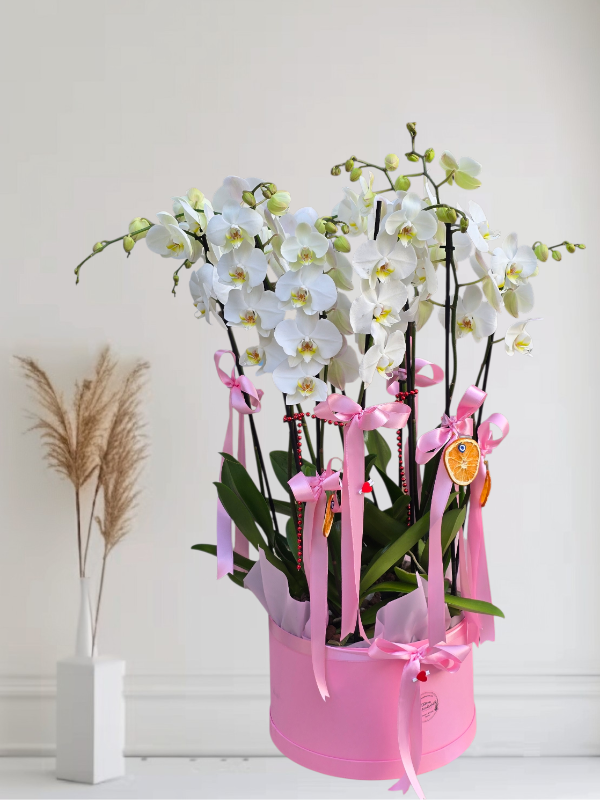  Alanya online çiçek - 8 Dal Vip Orkide Arajmanı