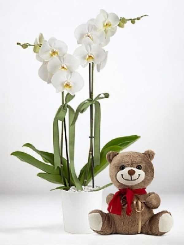  Armağan Çiçekçilik Alanya - Çift Dallı Orkide ve Sevimli Ayıcık