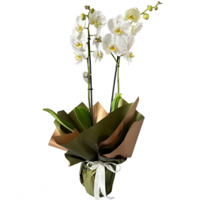  Alanya Blumen 2 Branches Orchids Black Package