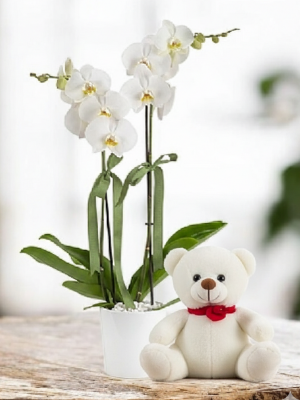  Alanya online çiçek - 2li Orkide ve Ayıcık