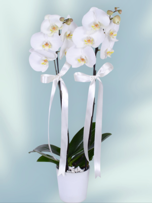 Alanya aynı gün çiçek - 2 li Orkide Süper Fiyat