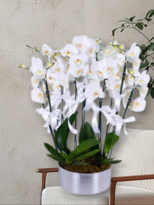  Alanya çiçek gönder - 8 Dal Beyaz Orkideler