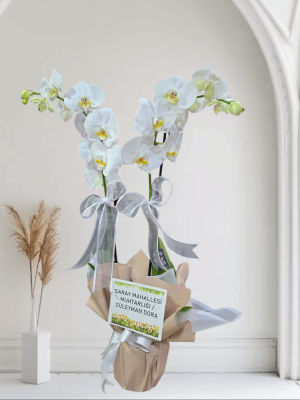  Alanya aynı gün çiçek - İkili Hollanda Orkidesi