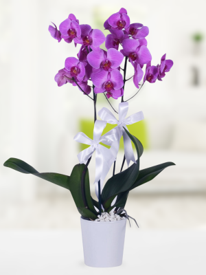  Alanya online çiçek - İkili Mor Orkide