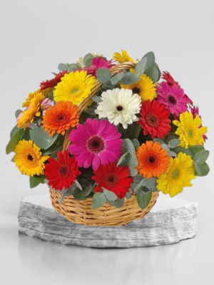 Alanya çiçekçi - Sepette Gerbera Arajmanı