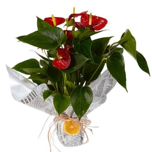  Alanya aynı gün çiçek - Antoryum Çiçeği 