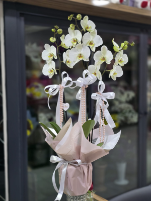  Armağan Çiçekçilik Alanya - 3 Dallı Orkide