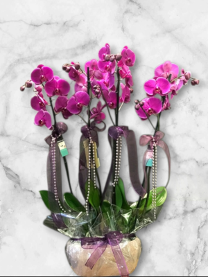 Alanya çiçekçi - 150 cm Dev Peluş Ayı Kocaman