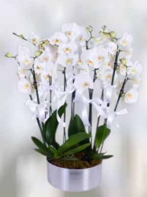  Alanya çiçek gönder - 8 Dal Beyaz Orkideler