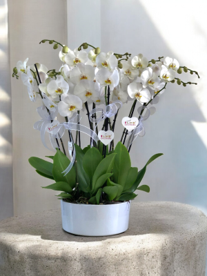  Alanya online çiçek - 8 Dal Orkide Arajmanı
