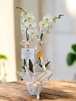  Alanya çiçek gönder - 2li Hollanda Orkidesi