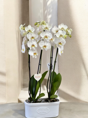  Armağan Çiçekçilik Alanya - 4 Dal Hollanda Orkidesi