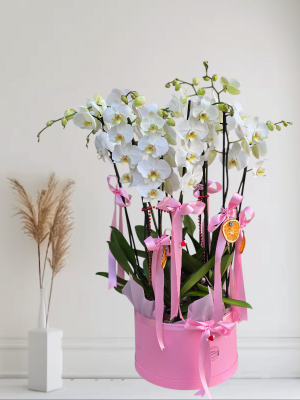  Alanya online çiçek - 8 Dal Vip Orkide Arajmanı